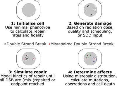 A Mechanistic DNA Repair and Survival Model (Medras): Applications to Intrinsic Radiosensitivity, Relative Biological Effectiveness and Dose-Rate